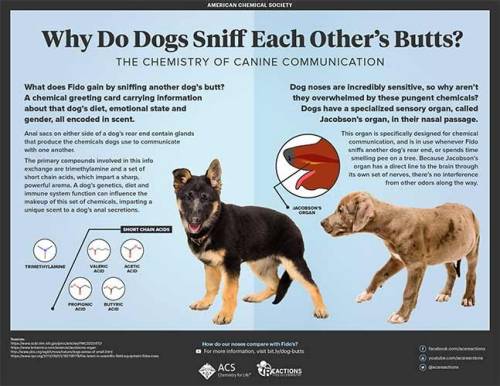 Why Do Dogs Sniff Each Other’s Butts?